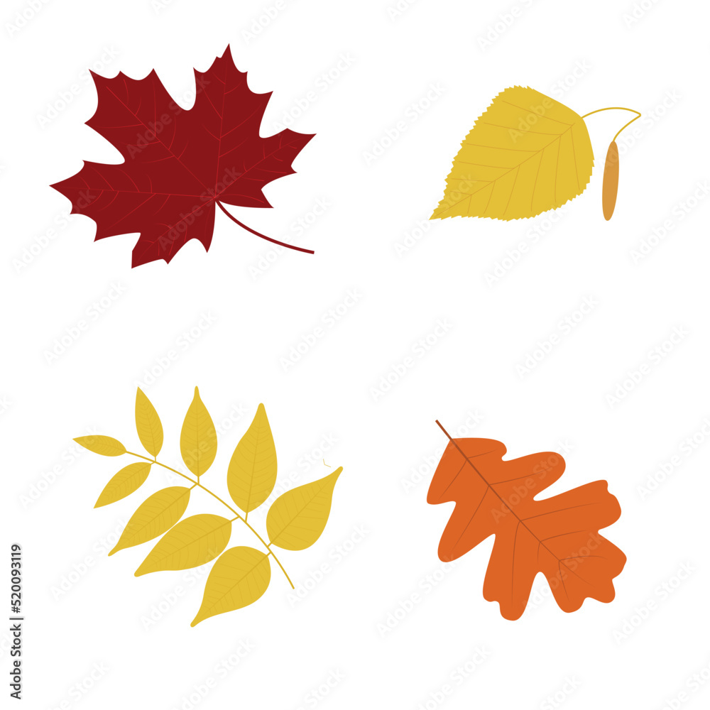 Set of colorful autumn leaves (maple, birch, ash, oak). Flat vector illustration for autumn design, decor, postcards, posters and printing