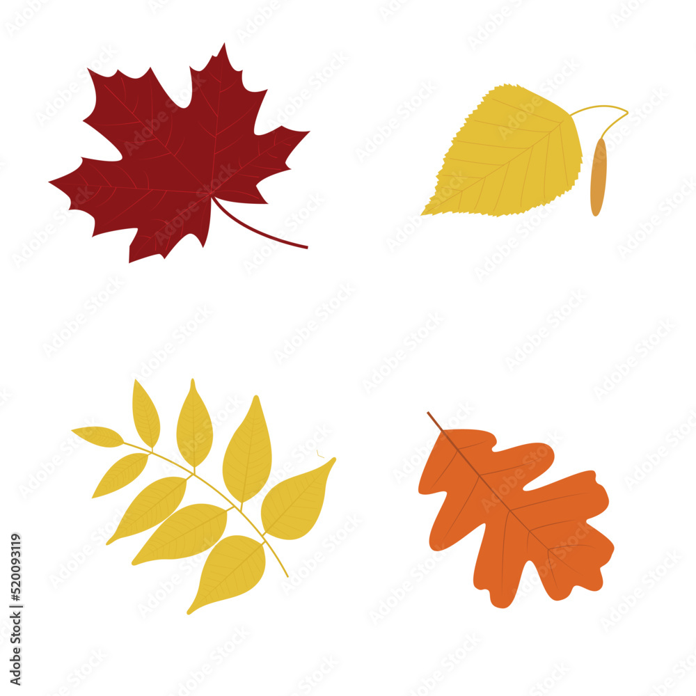 Set of colorful autumn leaves (maple, birch, ash, oak). Flat vector illustration for autumn design, decor, postcards, posters and printing Set of colorful autumn leaves (maple, birch, ash, oak). Flat vector illustration for autumn design, decor, postcards, posters and printing