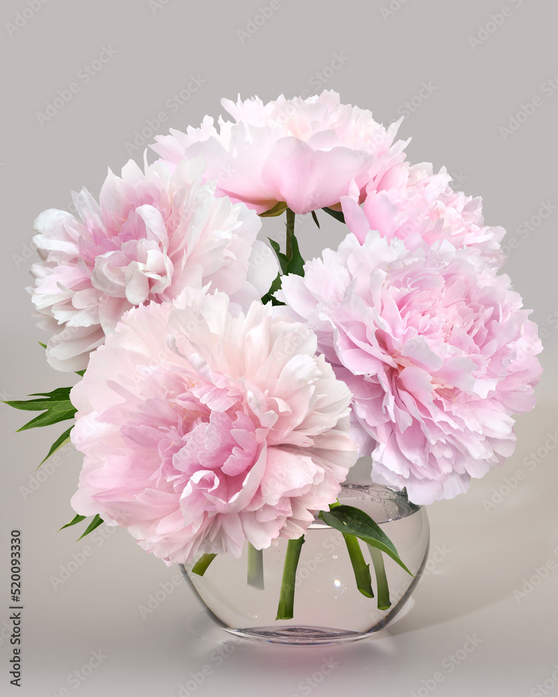 Bouquet of light pink peonies isolated on a gray. Close up.