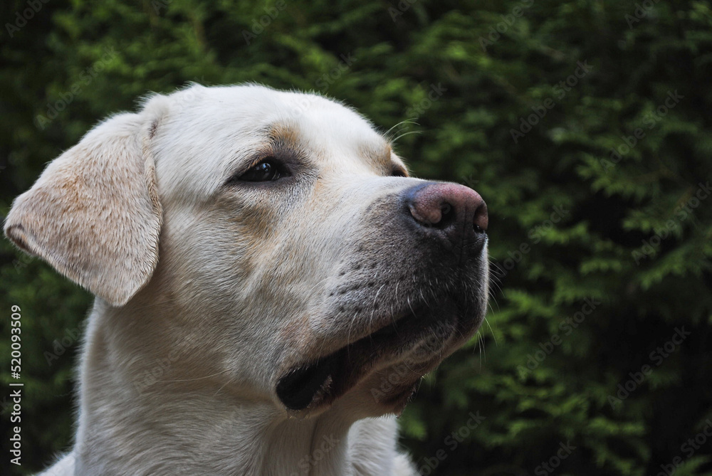 Labrador white biscuit