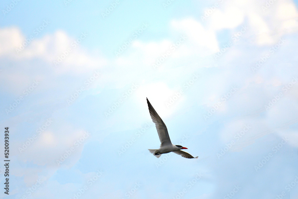 Obraz premium Caspian Tern in flight under a blue sky under a cloudy sky
