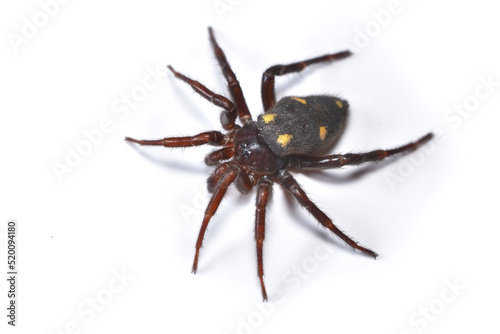 Closeup picture of a female of the Mediterranean disc web spider Uroctea durandi (Araneae: Oecobiidae), a yellow and black spider from France photographed on white background.