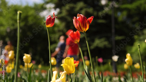 Red tulips on a sunny day. Stock footage. Beautiful red Tulip growing in the Park