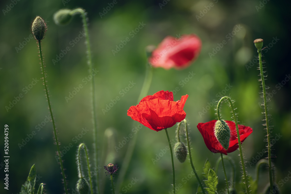 Obraz premium Red spring poppy