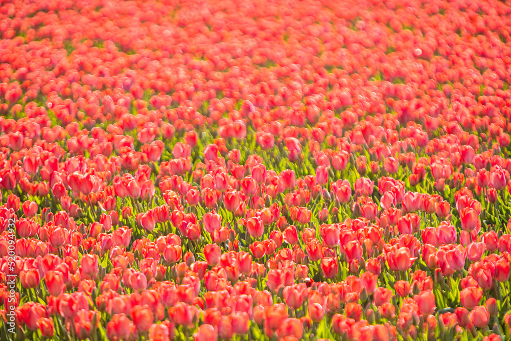field red tulips netherlands