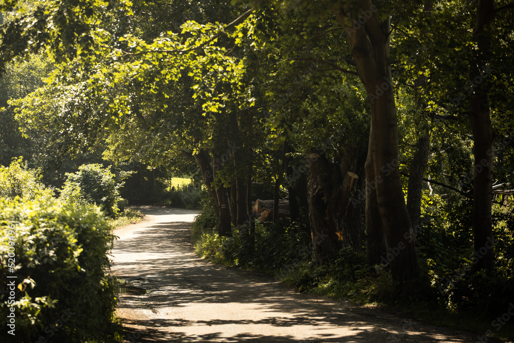 Fototapeta premium path in the park