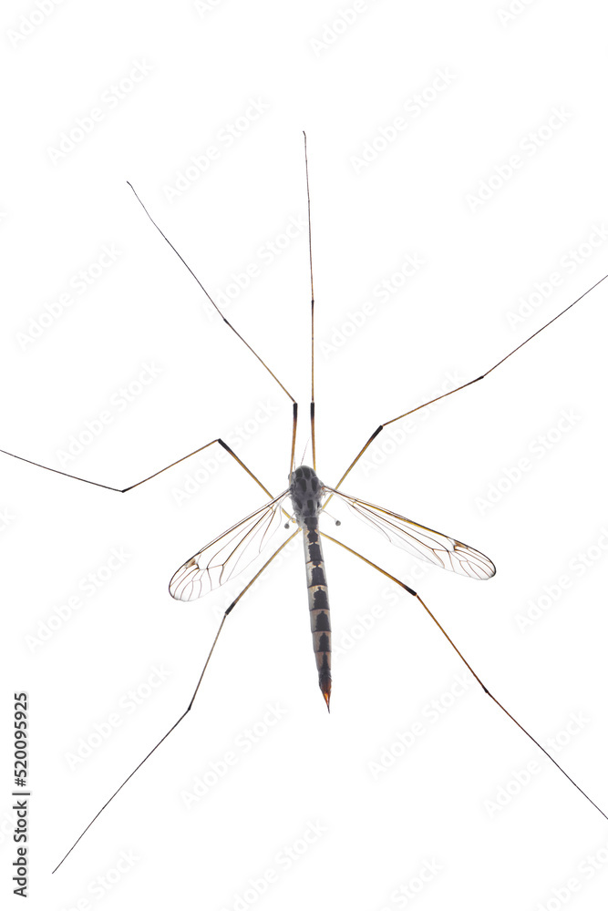 Large mosquito isolated on white background. Male mosquito with long legs. Insects with wings. Top close up view.