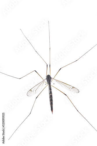 Large mosquito isolated on white background. Male mosquito with long legs. Insects with wings. Top close up view.