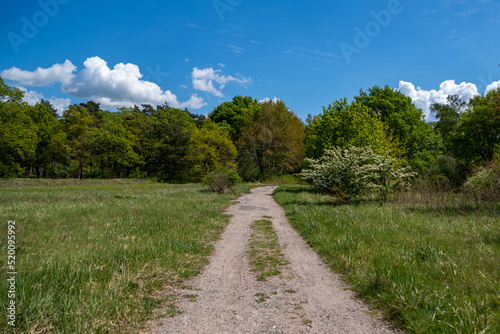 landscape shot with a path and lawn and trees in the background and a blue sky with a few clouds
