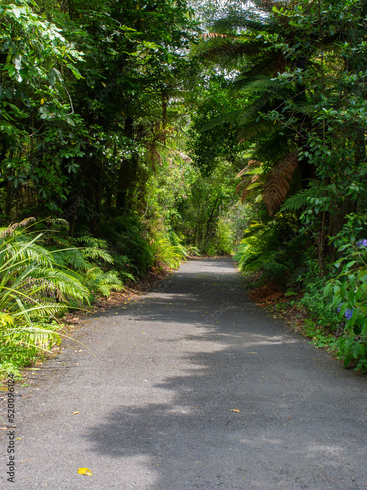 Path Through The Bush Path Through The Bush