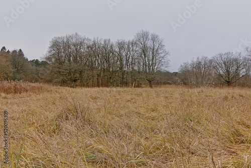 Autumn landscape with grassland and forest in Pirita, Estoniq