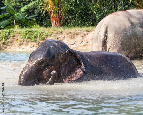 Two elephants swimming. © Spring