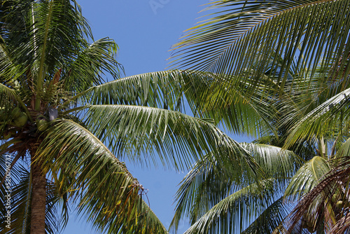 Treetops of coconut trees producing coconut and in the background clear blue sky in sunny day. In Vila Morro de S  o Paulo  Tinhar   Island  Cairu Archipelago  Bahia  Brazil.