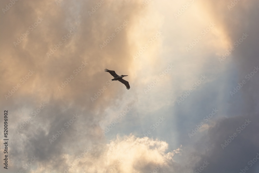 Brown pelican above soaring high over coastline crossing a sun drenched break in the clouds Brown pelican above soaring high over coastline crossing a sun drenched break in the clouds