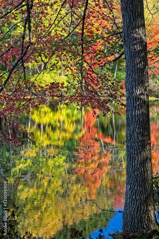 Bright autumn colors cover the trees on slope of Rea’s Pond shoreline with reflections on water surface Bright autumn colors cover the trees on slope of Rea’s Pond shoreline with reflections on water surface