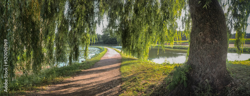 Weg unter einer Trauerweide um Schloß Raesfeld in Raesfeld im Münsterland