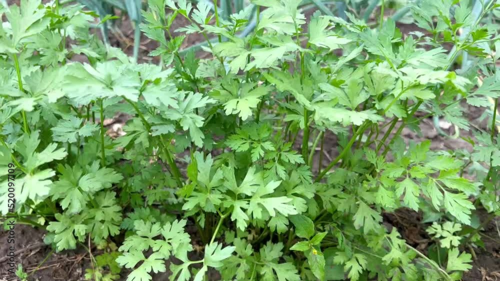 Young green parsley growing in the ground in a farmer's garden. Growing parsley in the yard near the house. Greens for salad grow in the garden. Cultivation of cilantro in the garden Young green parsley growing in the ground in a farmer's garden. Growing parsley in the yard near the house. Greens for salad grow in the garden. Cultivation of cilantro in the garden