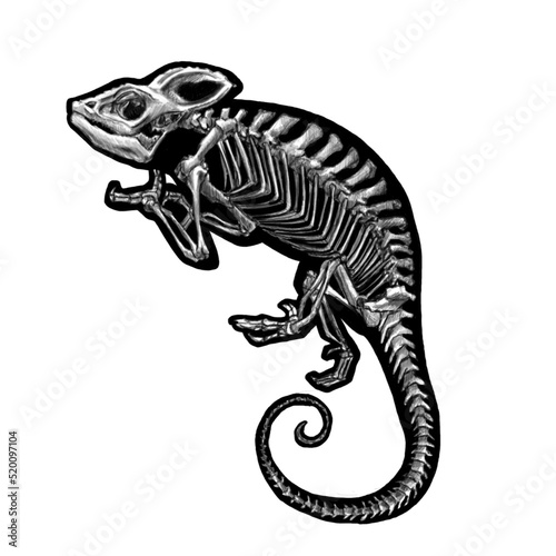 Chameleon skeleton graphic, black and white © Юлия Сухомлина