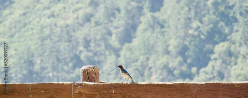 Sunny Blue Bird and Mountain background