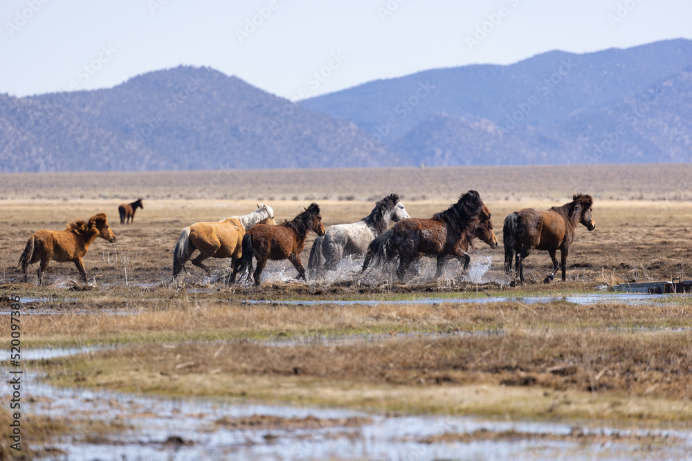 Fototapeta premium Wild Mustangs running through muddy water across a grassy plain. Multi-colored wild mustang horses running through marshy water away from photographer