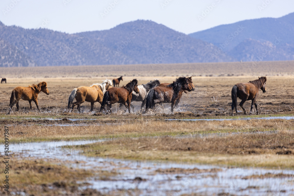 Wild Mustangs running through muddy water across a grassy plain. Multi-colored wild mustang horses running through marshy water away from photographer
