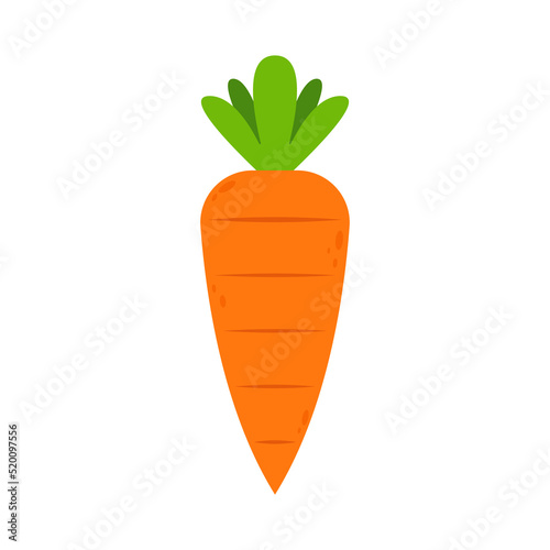 Carrot vector. Carrot on white background. photo