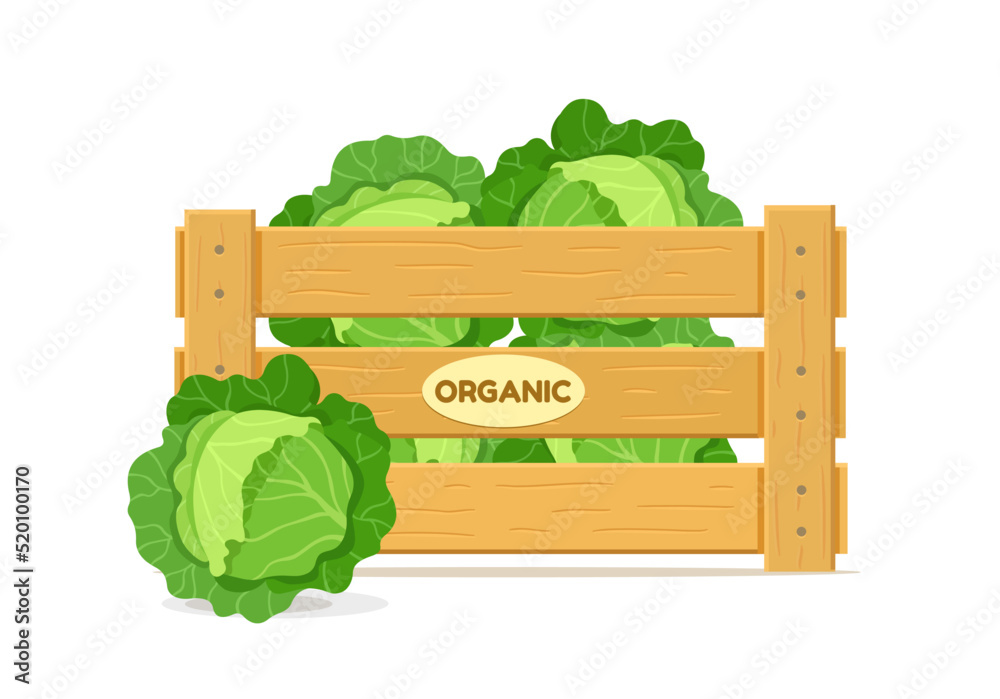 Wooden box with cabbage. Vegetable crate icon. Vector illustration isolated on white background. Wooden box with cabbage. Vegetable crate icon. Vector illustration isolated on white background.