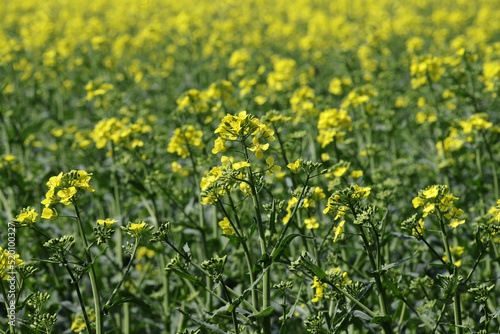 Flowering rapeseed field