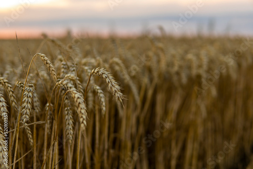 Close up of ripe wheat ears. Ripening ears of golden field. Agriculture scene of sun setting over the yellow meadow.