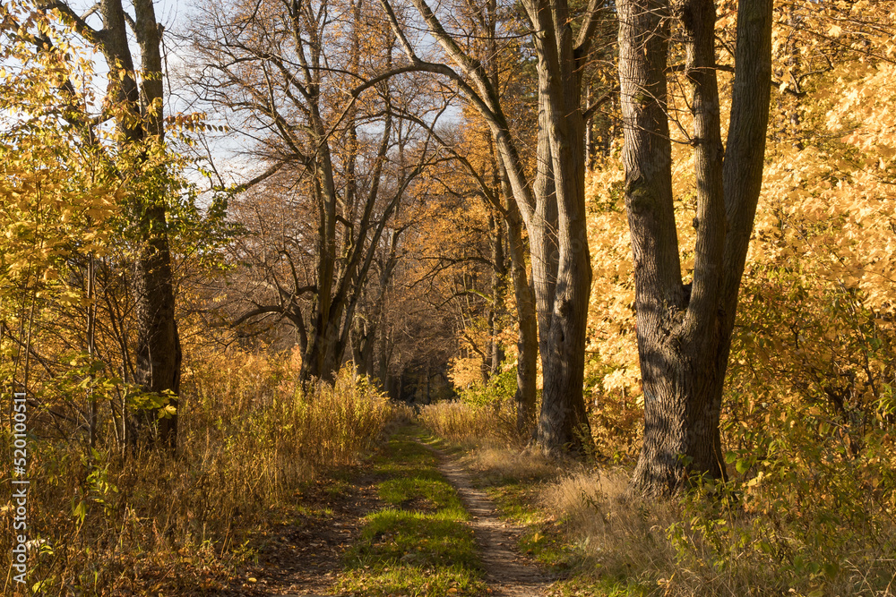 Road in the autumn forest