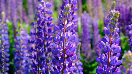 A beautiful natural background for your projects in banner format with a field of lupine flowers on a clear summer day