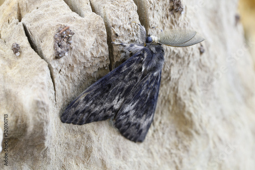 Black arches Lymantria monacha, imago, resting on textured wood. photo