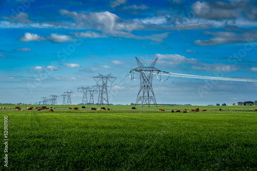 A herd of cattle graze under a row of steel lattice transmission pylons on Canadian farmlands in Rocky View County Alberta.