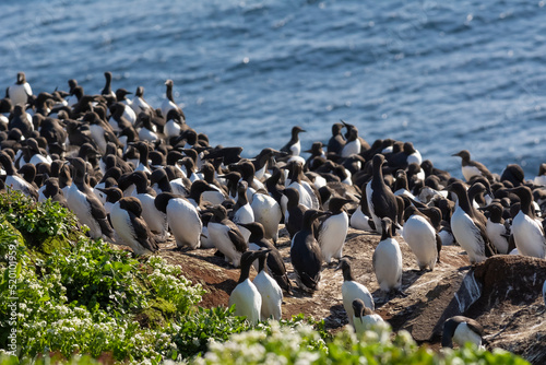 A colony of common murres or common guillemots - Uria aalge on cliff on dark blue water of Barents Sea background Fototapet