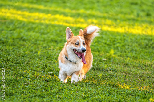 Welsh Corgi Pembroke playful young puppy on green grass