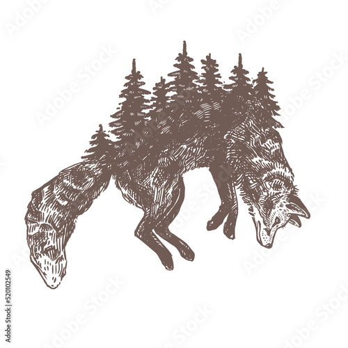 Double exposure of jumping hunting fox and fir forest. Symbol or sign of environment, wildlife and ecology. Silhouette concept for emblem. Sketch detailed hand drawn illustration