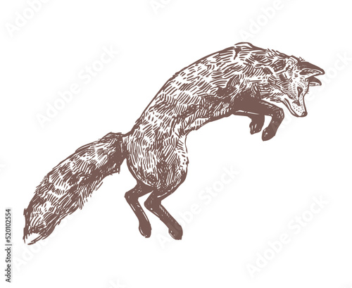 Jumping hunting fox. Sketch hand drawn engraved illustration of predator animal. Monochrome drawing