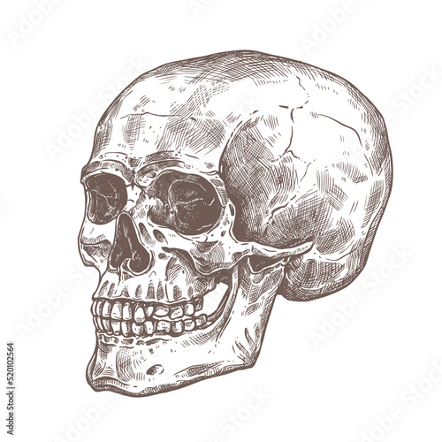 Vector hand drawn human skull. Anatomical high detailed engraving illustration. Sketch bones of man head