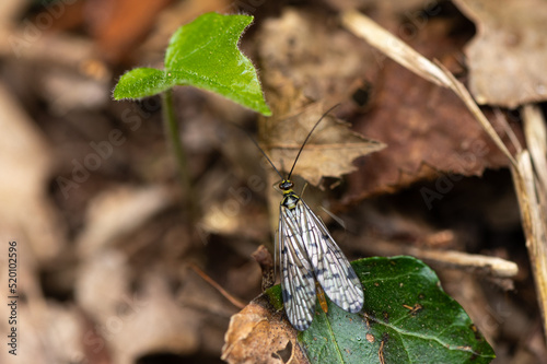 Panorpa germanica - German scorpionfly - Panorpe - Mouche scorpion photo