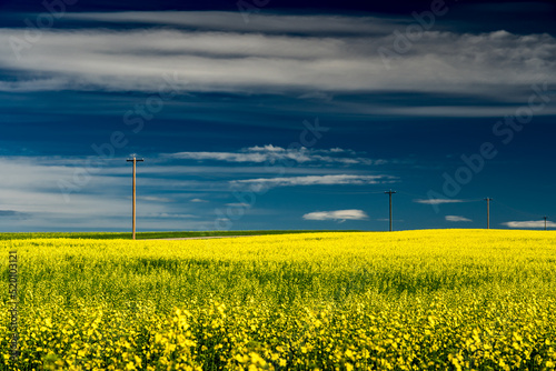 Blooming yellow rapeseed field in Rocky View County Alberta Canada under a deep blue sky with distant telephone poles.