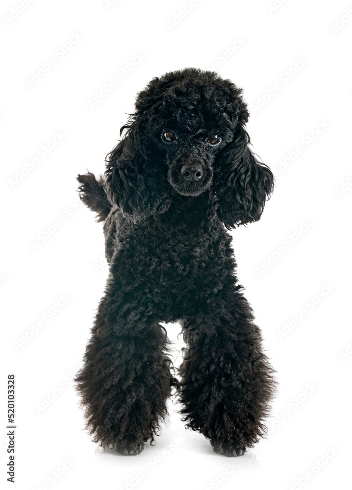 poodle in studio poodle in studio