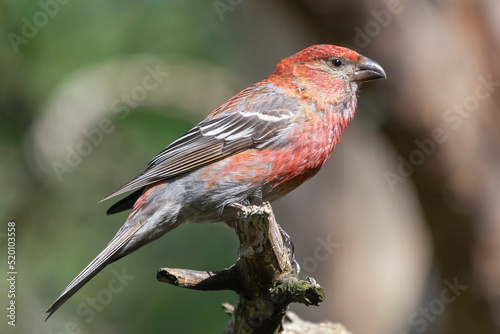 Tableau sur toile Pine grosbeak - Pinicola enucleator - colorful male standing on perch on light brown background