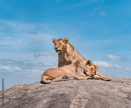Pair of Young Sibling Lions in the Serengeti on a Rock 