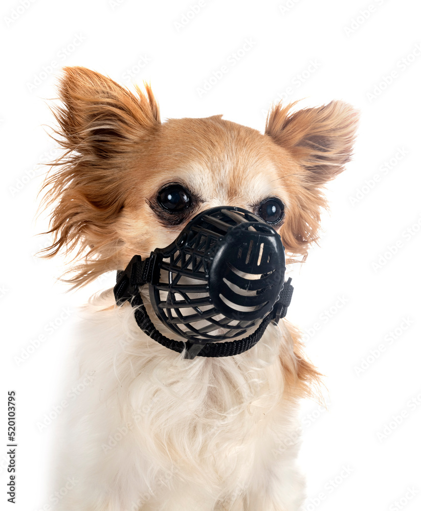 Chihuahua top with muzzle