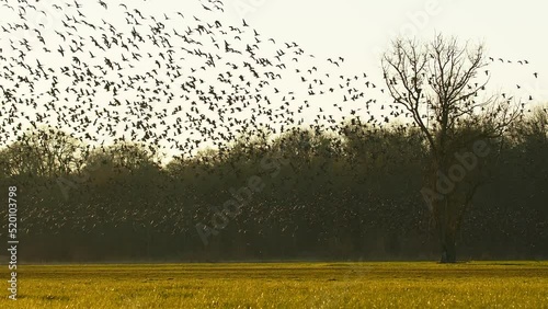 Flock of Geese flying in a field at sunset photo