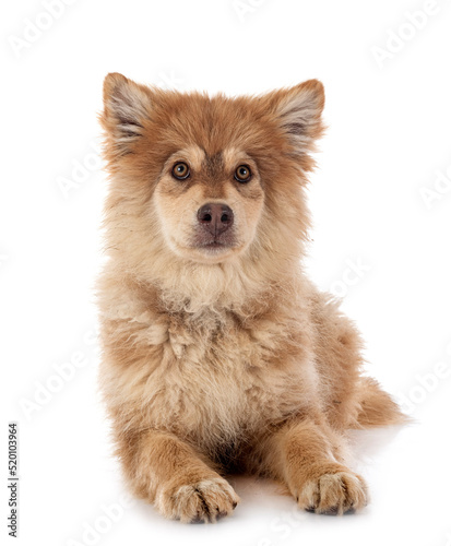 puppy Finnish Lapphund in studio © cynoclub