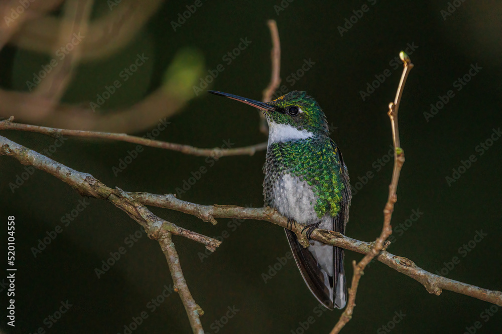 Fototapeta premium A small hummingbird perched on a tree branch