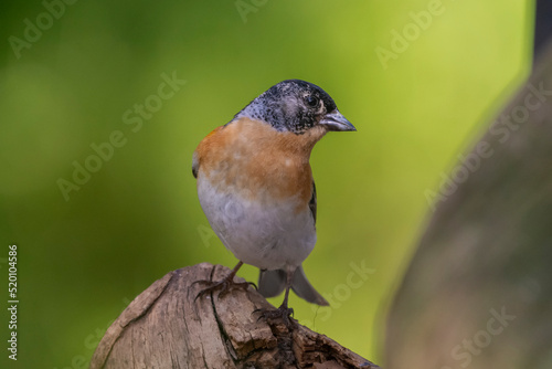Colorful brambling - Fringilla montifringilla - perched with green background. Photo from Kaamanen, Lapland in Finland.