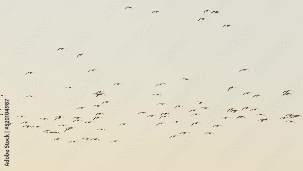 Flock of Geese flying in a field at sunset Flock of Geese flying in a field at sunset