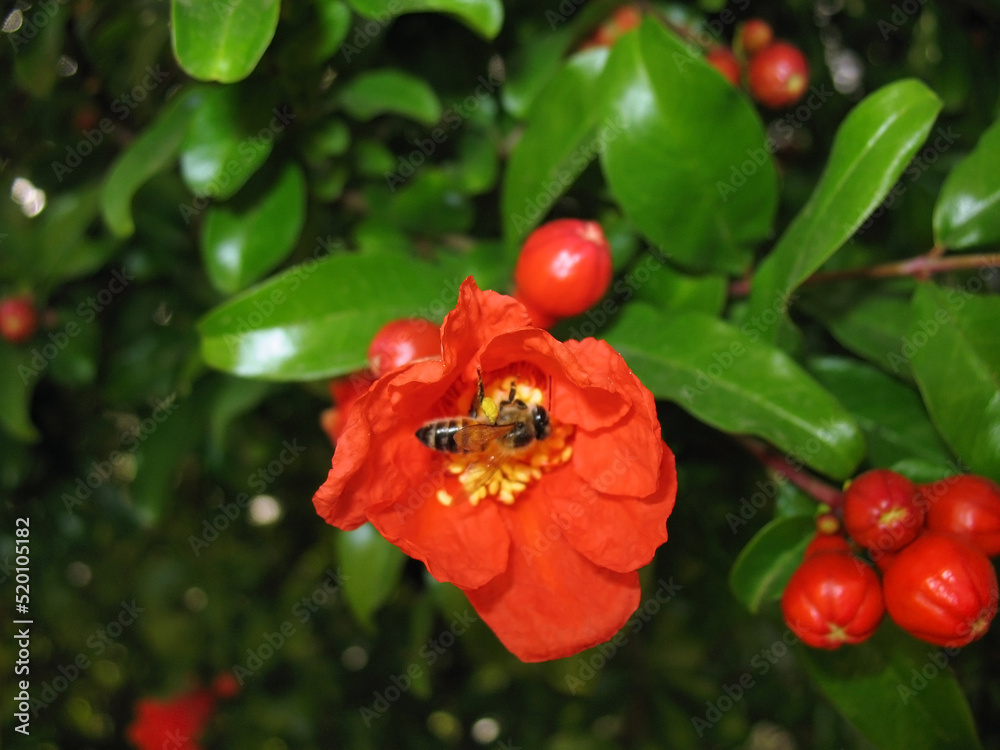 Bee on Pomegranate Flower Bee on Pomegranate Flower